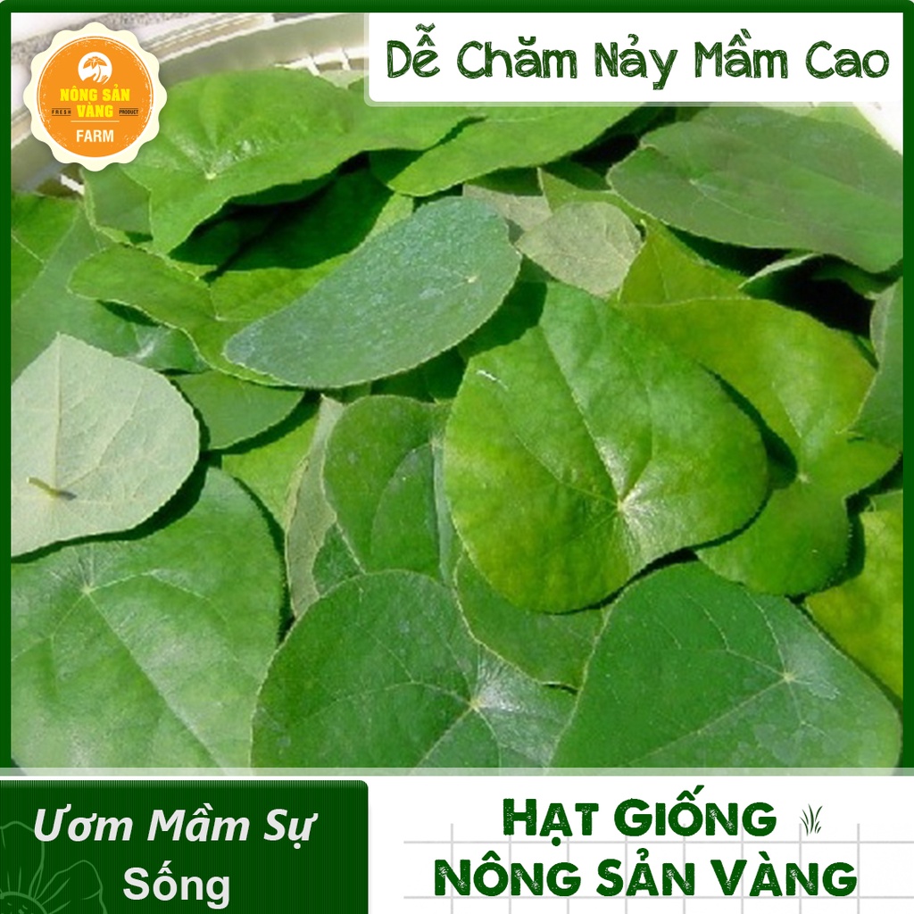 Hạt giống Lá Sương Sâm Lông Rừng ( Gói 30 Hạt ) - Nông Sản Vàng