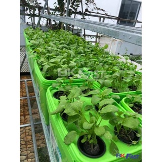GÓI 100 HẠT GIỐNG CẢI NGỌT