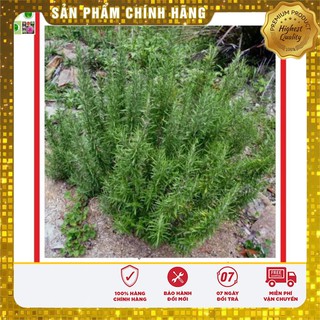 Hạt Giống Cây Hương Thảo 10 Hạt