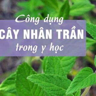 Hạt Giống Cây Dược Liệu Nhân Trần-Gói 1gram (200 hạt )