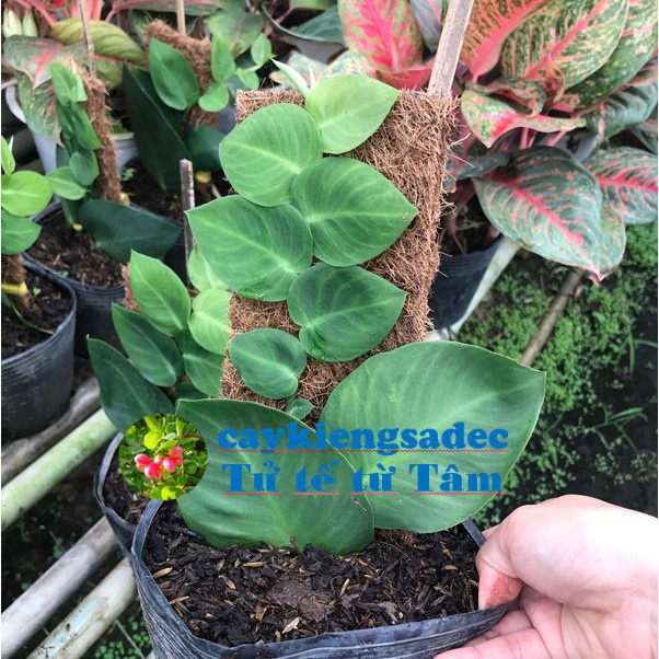 Caykiengsadec - Dây leo Tắc kè thái+ tặng phân bón - hoa kiểng lá-trang trí nội thất cảnh quan sân vườn ngoài trời