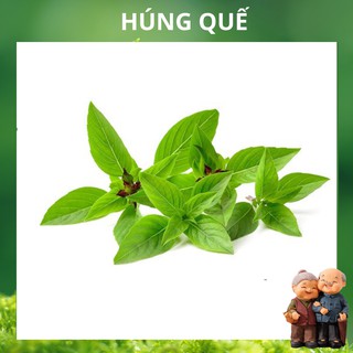 10Gr Hạt Giống Húng Quế