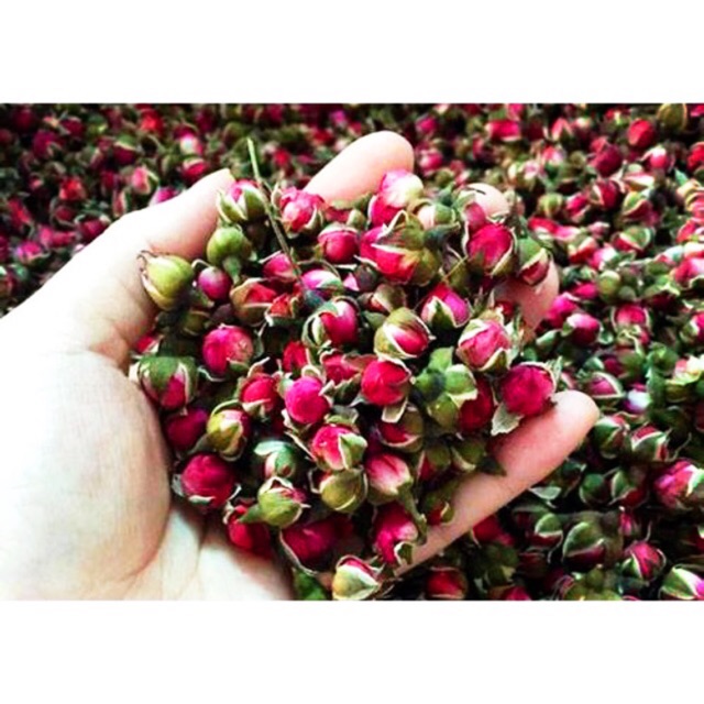 Nụ hoa hồng Tây Tạng