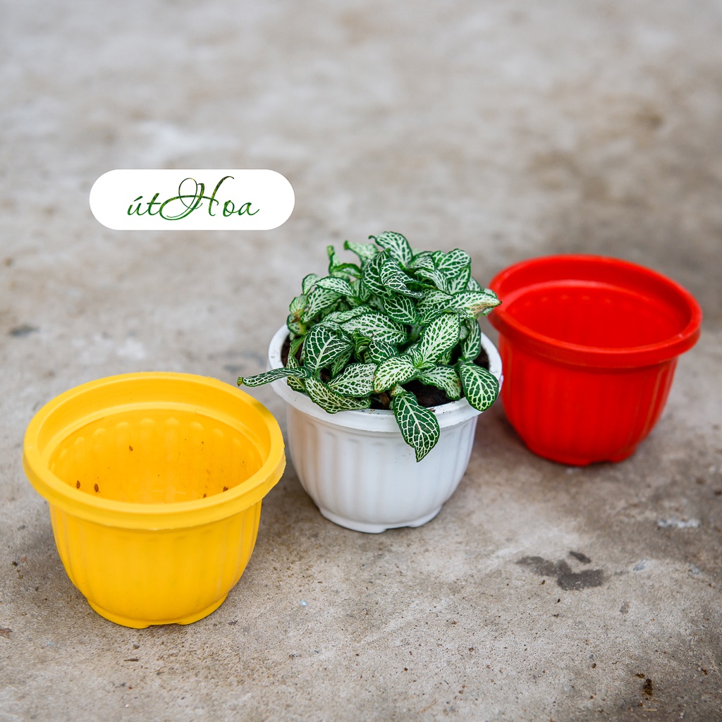 10 chậu bí 11x9 cm nhiều màu sắc trồng hoa kiểng siêu dễ thương