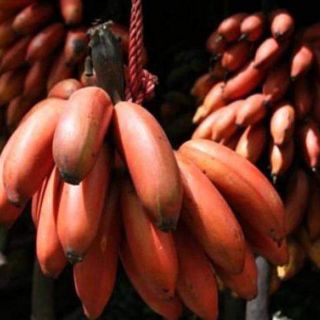 Cây giống chuối đỏ Đacka