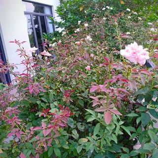Sét 4 bộ dưỡng dành cho hoa hồng