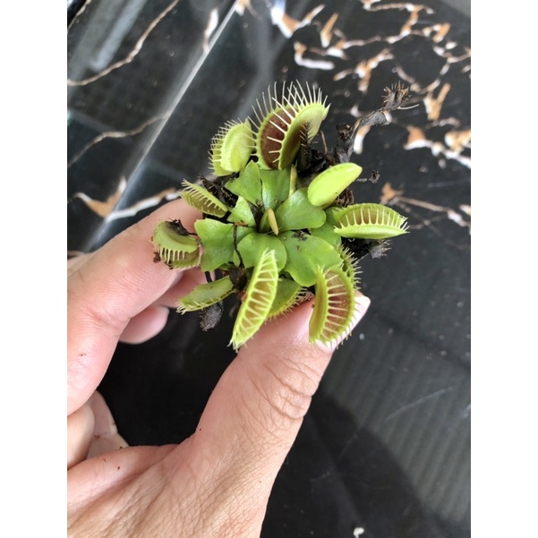 Combo 5-12 Cây bẫy kẹp