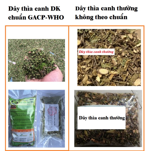 [𝐋𝐀́ 𝐓𝐎/𝐆𝐀𝐂𝐏-𝐖𝐇𝐎] Dây thìa canh loại đặc biệt - 𝐆𝐨́𝐢 𝟏𝟎𝟎 𝐠𝐚𝐦 - 70% dây thìa canh lá to - Ổn định đường huyết -DK Natura | BigBuy360 - bigbuy360.vn