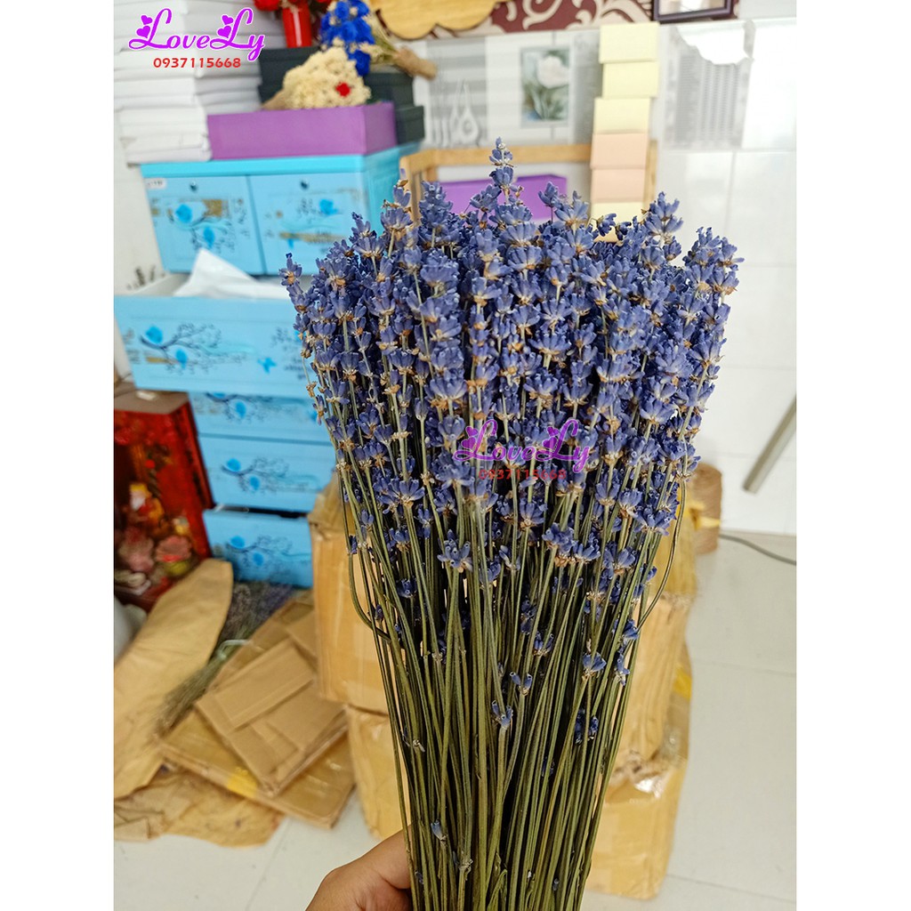 Bó hoa oải hương Lavender khô nhập Pháp 200 cành💓 [ Tặng Túi Thơm]