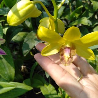 10chau lan denro cây giống