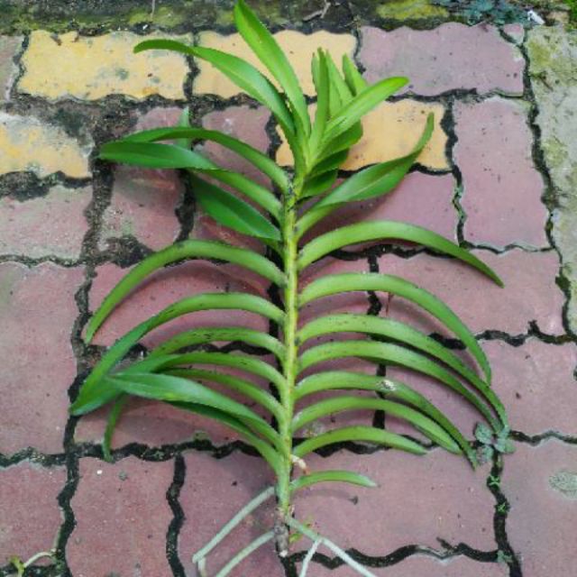 Hoa Lan Mokara Giống Loại Lớn Cao 30-40cm