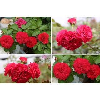 Hoa hồng Red Leonardo Da Vinci rose