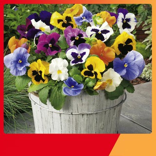 Hạt Giống Hoa Pansy Mix