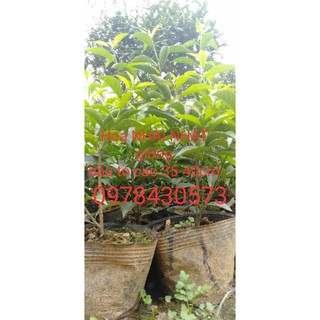 Hoa Nhài Nhật giống ( ẢNH THẬT CUỐI)