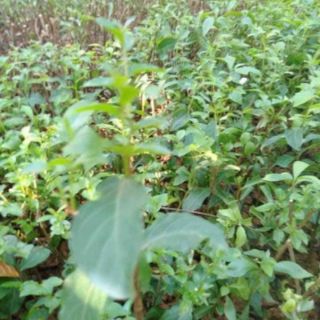 Cây giống tương vi