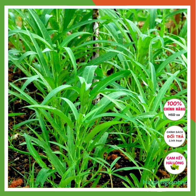 Hạt giống rau muống lá tre gói 1kg dễ trồng, năng suất, thuộc loại rau củ quả trồng quanh năm