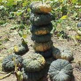 Hạt giống bí đỏ da cóc