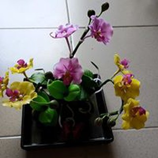 Hoa Lan hồ điệp cỡ trung để bàn