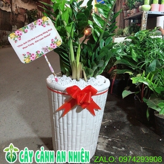 Chậu Kim Tiền Size Lớn Kèm Nơ+Thiệp