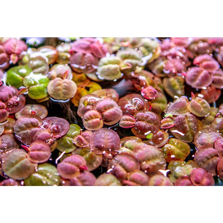 Bèo Rễ Đỏ – Red Root Floater - Bèo táo - oxy hóa, khử nitơ cho bể cá