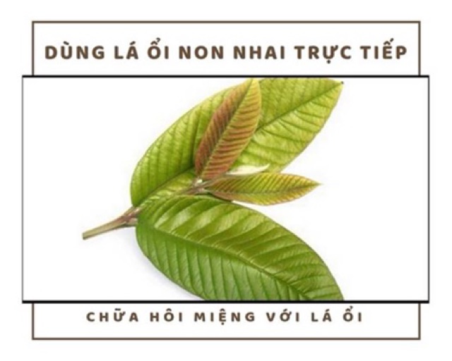 Bột Lá Ổi 100g