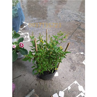 CÂY KIM ĐỒNG VÀNG CÂY CAO