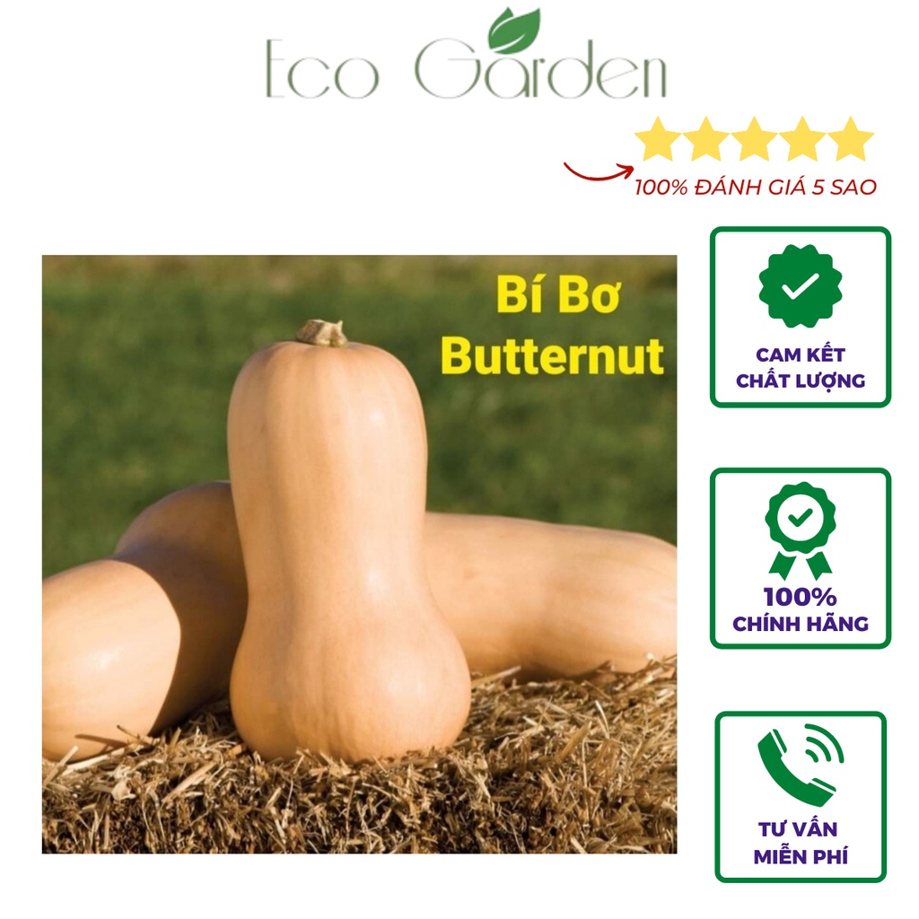 Hạt giống bí bơ Butternut dễ trồng nhập Mỹ - Johnny's Seeds