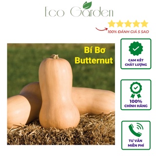 10 Hạt giống bí bơ Butternut dễ trồng nhập Mỹ - Johnny's Seeds