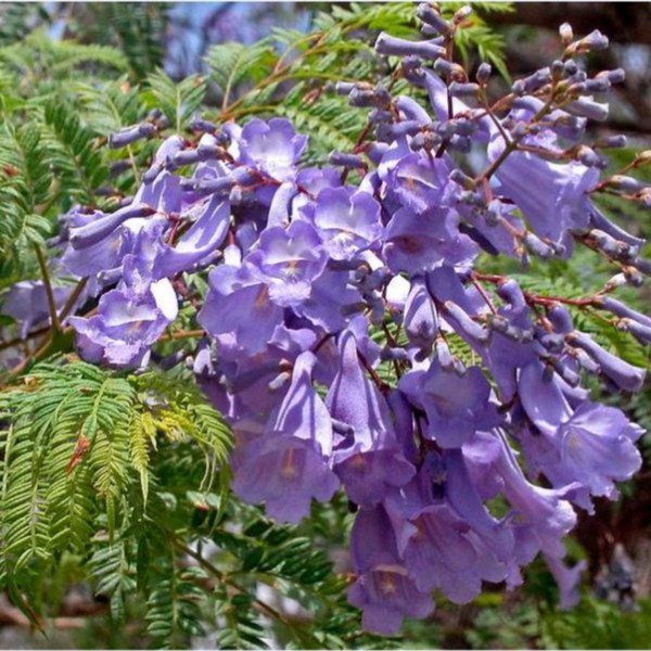 Hạt giống hoa Phượng Tím túi 3 hạt - tặng kèm 3 viên nén ươm hạt