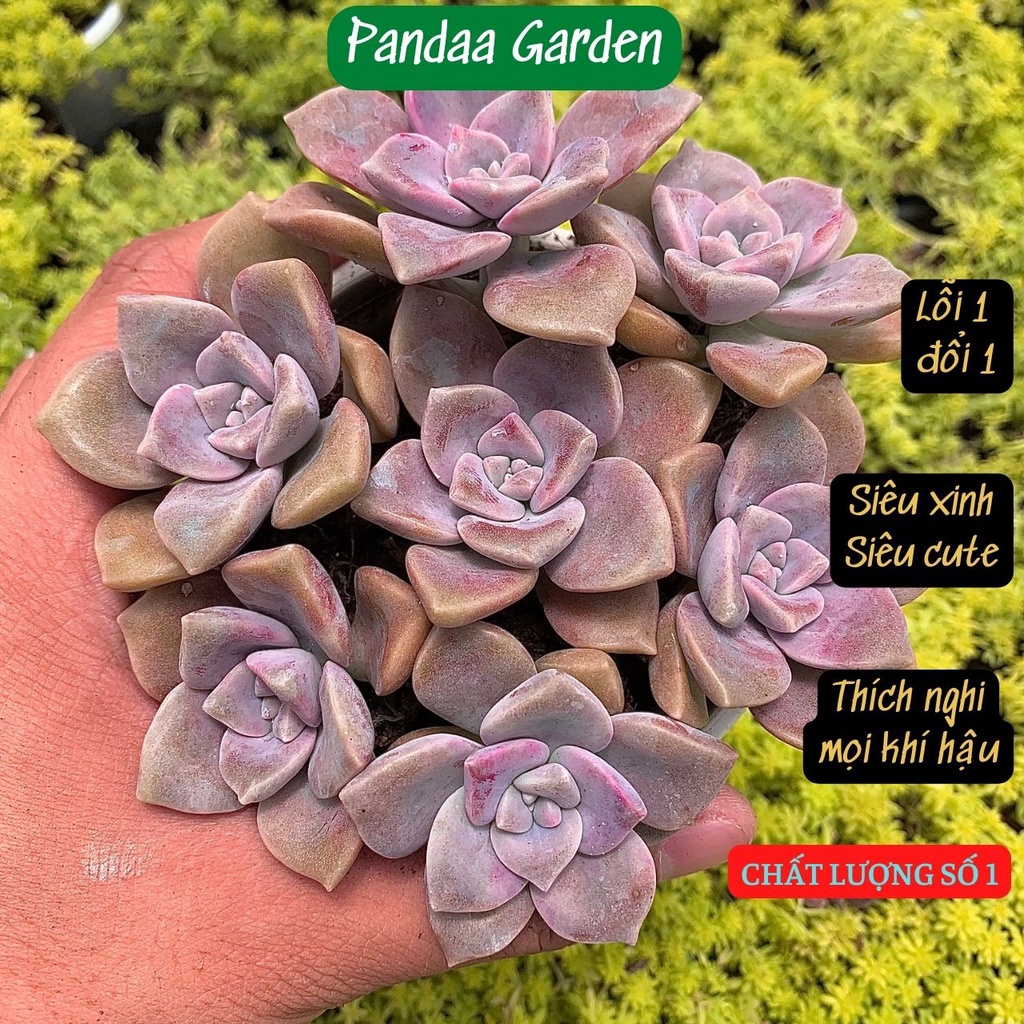 Sen đá hồng mập mini size 2,5-4cm, xuất xứ Đà Lạt khoẻ đẹp, thích nghi mọi khí hậu, lỗi 1 đổi 1