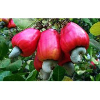 Cây Điều Đỏ ghép cao 20-30cm (Đào lộn hột).