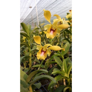 Hoa lan dendro nắng lưỡi bò vàng chậu f21