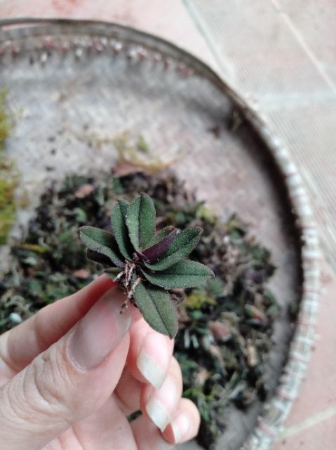 Hoa phong lan  trứng bướm 3 cây