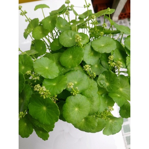 Caykiengsadec - Cây cỏ đồng tiền tặng phân bón-trang trí nội thất cảnh quan sân vườn ngoài trời - hoa kiểng lá