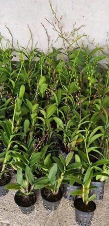 Hoa Lan Denro màu tím  đang nụ