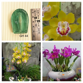 Gân hoa đất sét- nhuỵ hoa địa lan size trung