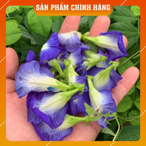 Trà hoa đậu biếc 100g giúp chống lão hóa, an thần, đẹp da