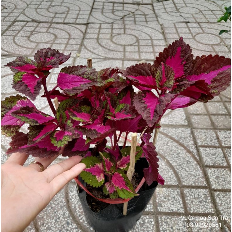 Cây LÁ GẤM Thái.