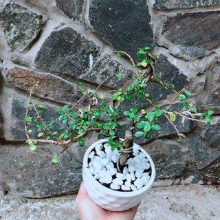 Chậu cây linh sam núi