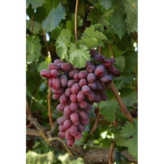 Cây Nho Crimson Seedless Không Hạt Tự Nhiên
