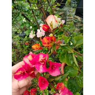Hoa Giấy Đổi Màu ( Cây giống)