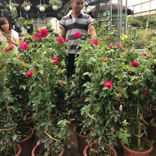 🌵☔️🌵Hoa hồng Leo Tường Vy