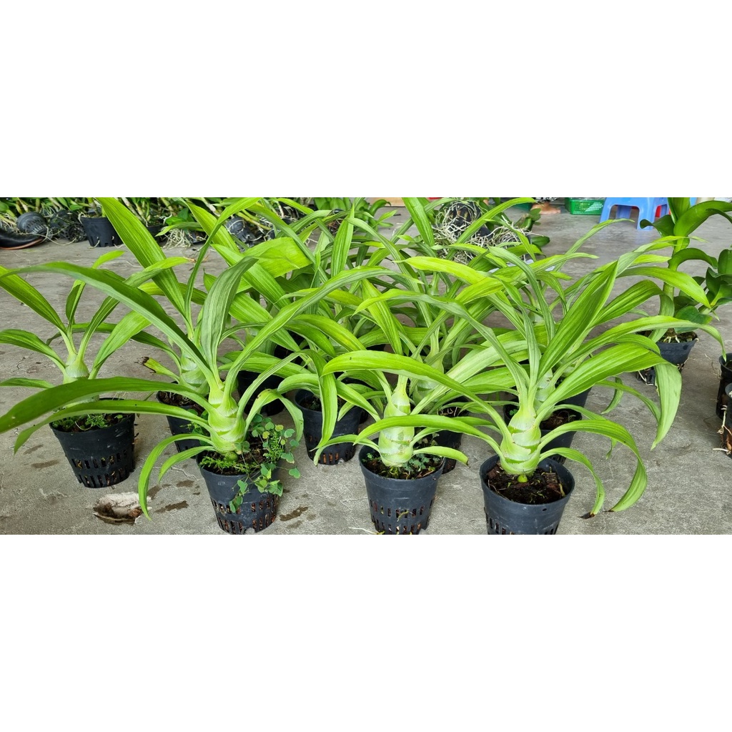 Hoa lan Thiên Nga Đen_Chậu F12