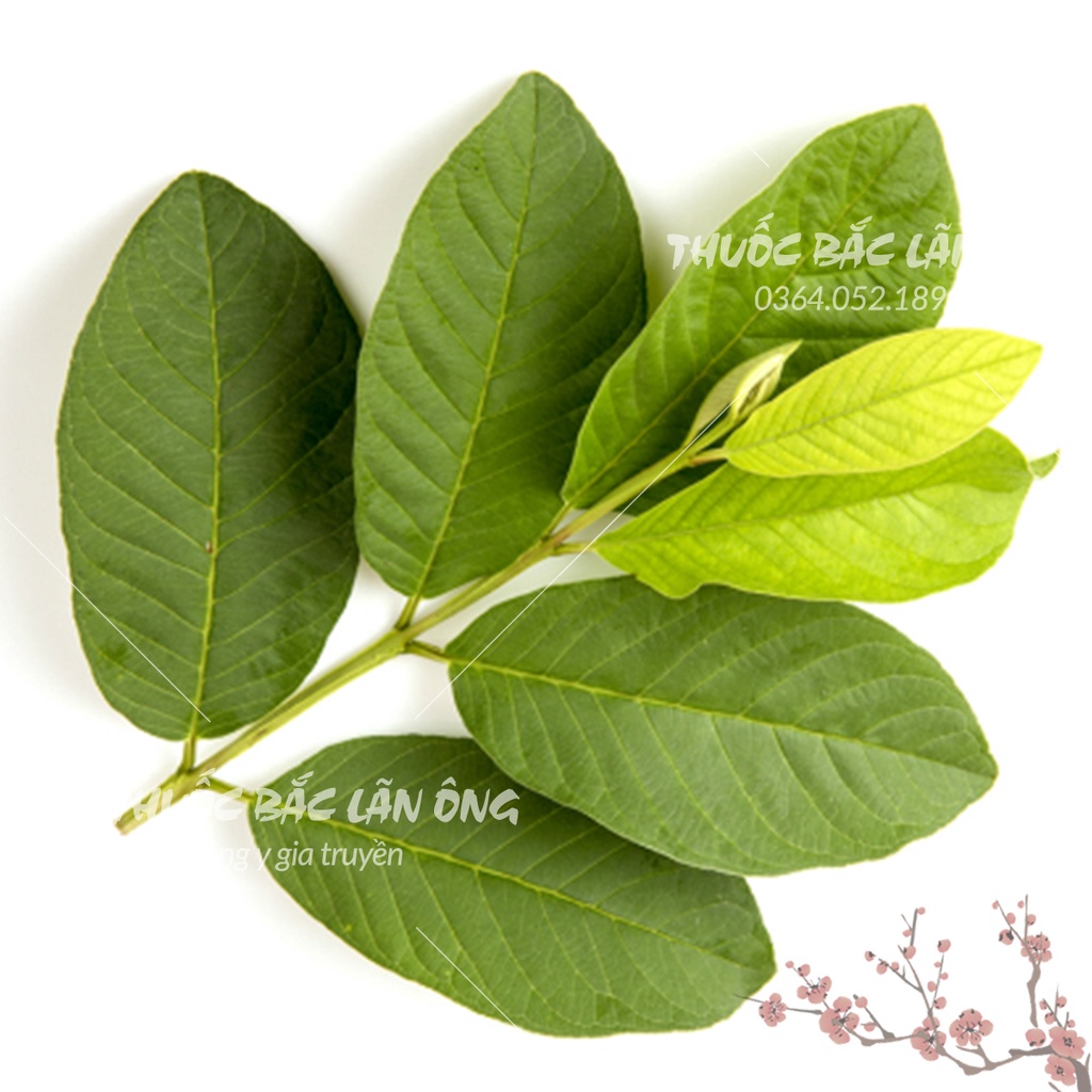 Lá ổi non phơi khô 100g