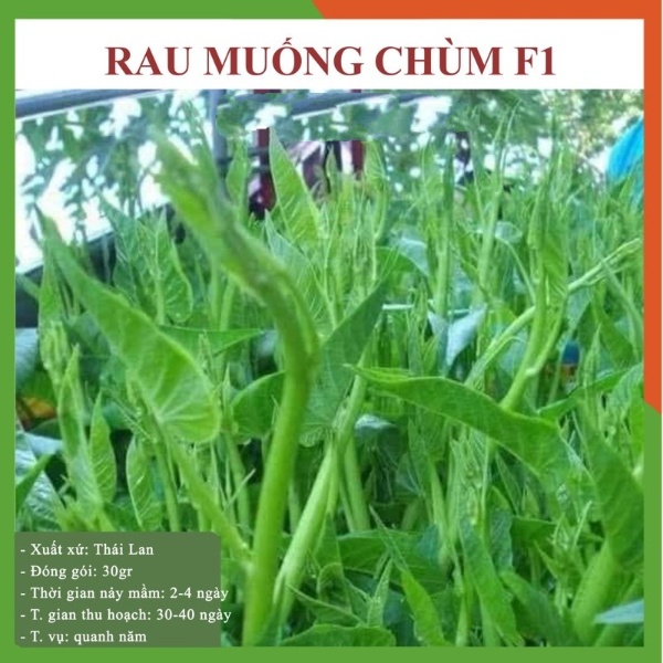Hạt giống rau muống nước siêu ngọn Thái Lan F1 Gói 30 Gram, rau củ quả trồng sân thượng, tại vườn, ban công