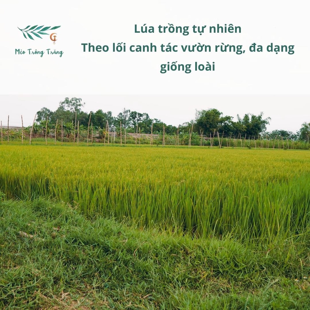 Gạo nếp lứt Thơm Rằng Thơm Noom trồng theo phương pháp vườn rừng, xát dối giữ nguyên dưỡng chất