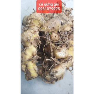 củ gừng gió tươi 1kg