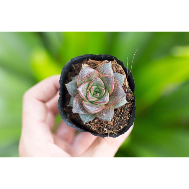 Sen đá hoa hồng đen 4-5cm - Vườn sen đá