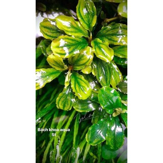 Cây Bucep xanh thủy sinh