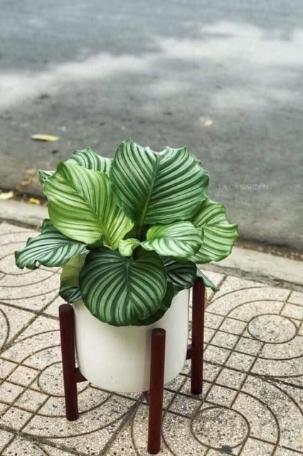 Cây đuôi công xanh táo lọc không khí, trang trí nhà cửa, quà tặng